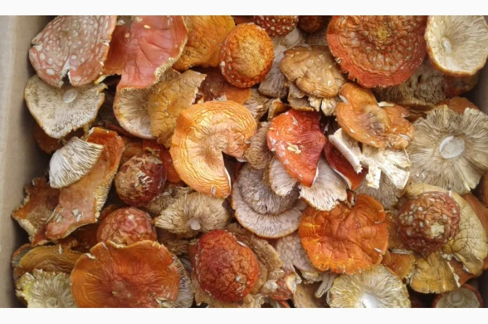 Мухомор червоний сушений вищого сорту на продаж- фото № 3