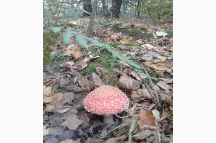 Продажа мухомора красного (шляпки) высшего качества- фото № 3