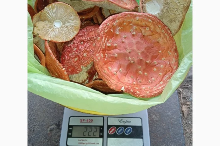 Продажа мухомора красного (шляпки) высшего качества- фото № 5