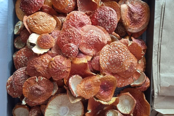 Продажа мухомора красного (шляпки) высшего качества- фото № 6