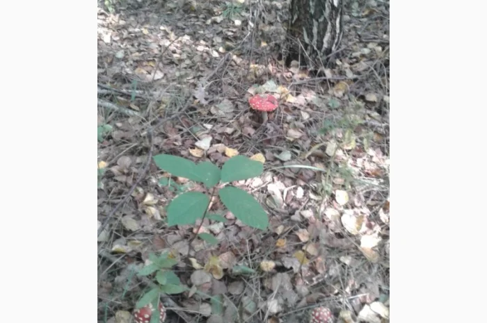 Продам красный мухомор ОПТОМ!!! Высший сорт!!!Сушеные шляпки- фото № 3