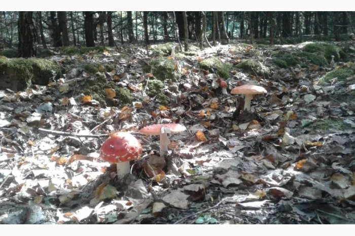 Продам красный мухомор ОПТОМ!!! Высший сорт!!!Сушеные шляпки- фото № 7