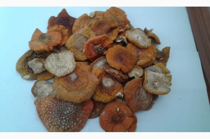 Продам красный мухомор ОПТОМ!!! Высший сорт!!!Сушеные шляпки- фото № 1