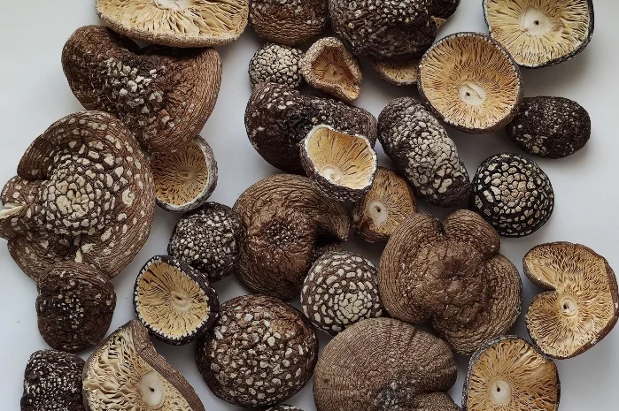 Мухомор пантерный- фото № 1