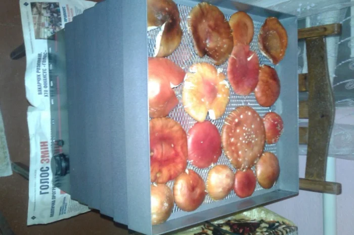 Мухомор Красный! 2023год Только Целые Сушеные Шляпки- фото № 2