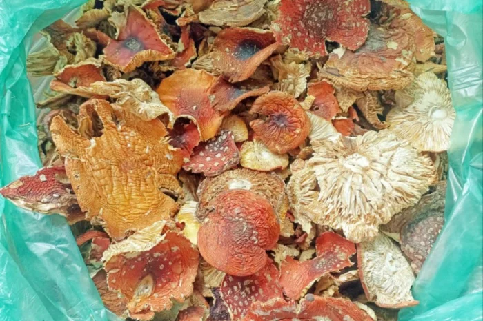 ПАНТЕРНИЙ МУХОМОР 2024 р. - Сушені капелюшки пантерного мухомору цільні, мікродозинг- фото № 1