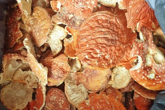 ЧЕРВОНИЙ МУХОМОР 2023 - Капелюшки мухомору сушені, купити в Україні гриб- фото № 1