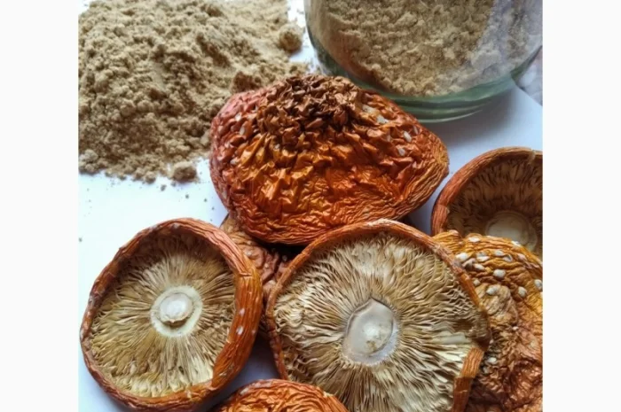 Шляпки мухомора червоного на продаж- фото № 2