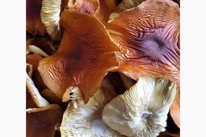 Продаю червоний мухомор- фото № 2