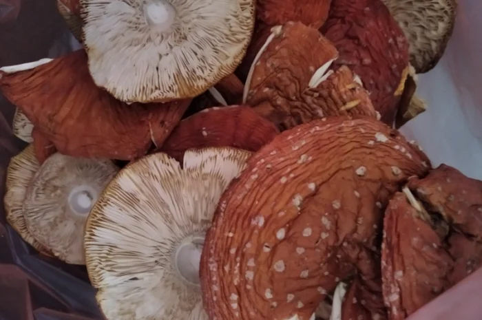 Шляпки червоного мухомора на продажу- фото № 1