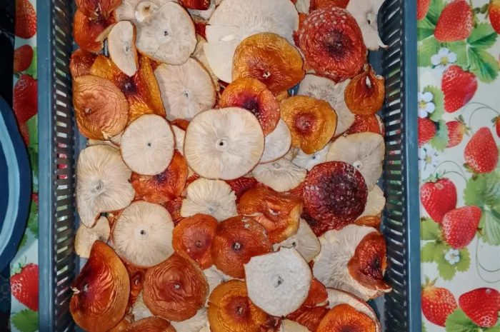 Продаю мухомор Вищий сорт с акцией- фото № 1