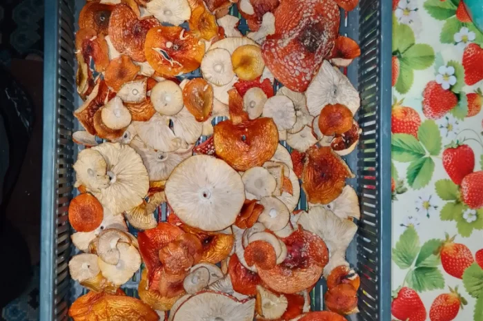 Продаю мухомор Вищий сорт с акцией- фото № 3