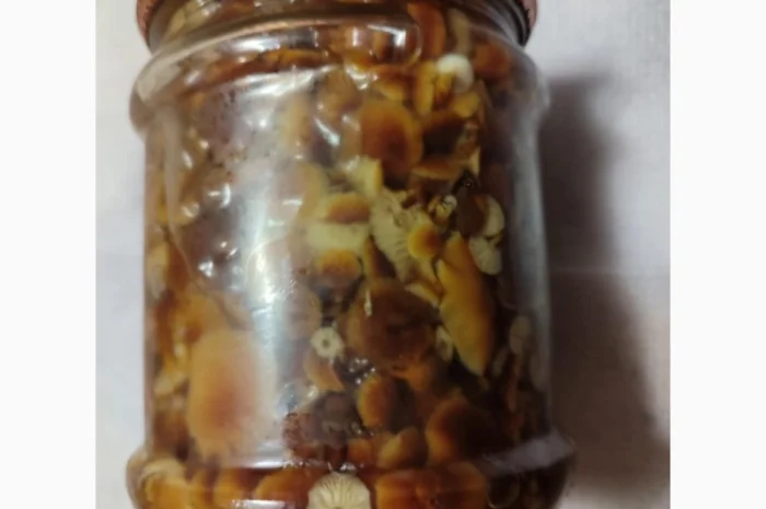 Продажа грибов фламуліну: сухі та мариновані- фото № 4