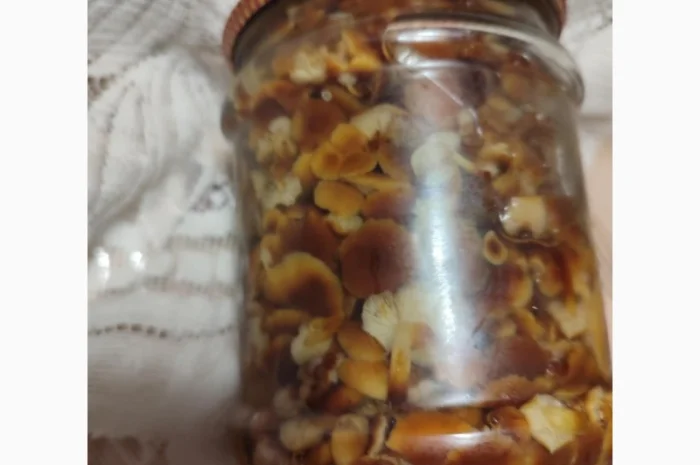 Продажа грибов фламуліну: сухі та мариновані- фото № 5