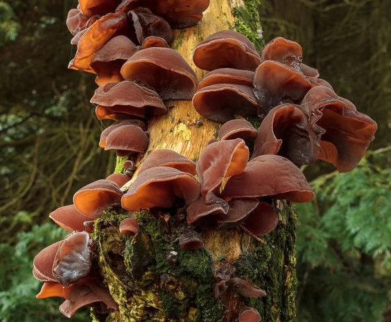 Гриб Иудино ухо сухой и маринованный на продажу- фото № 1