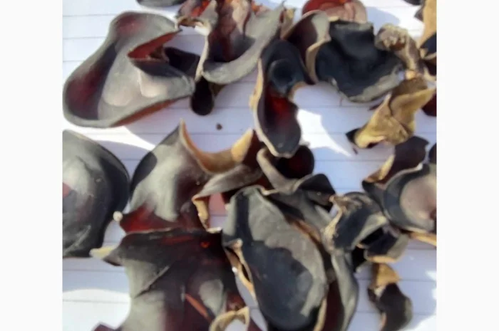 Гриб Иудино ухо сухой и маринованный на продажу- фото № 3