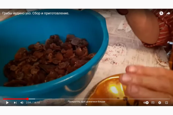 Гриб Иудино ухо сухой и маринованный на продажу- фото № 8