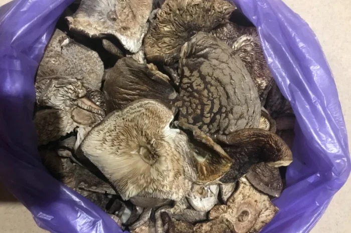 Куплю мухомор пантерний- фото № 1