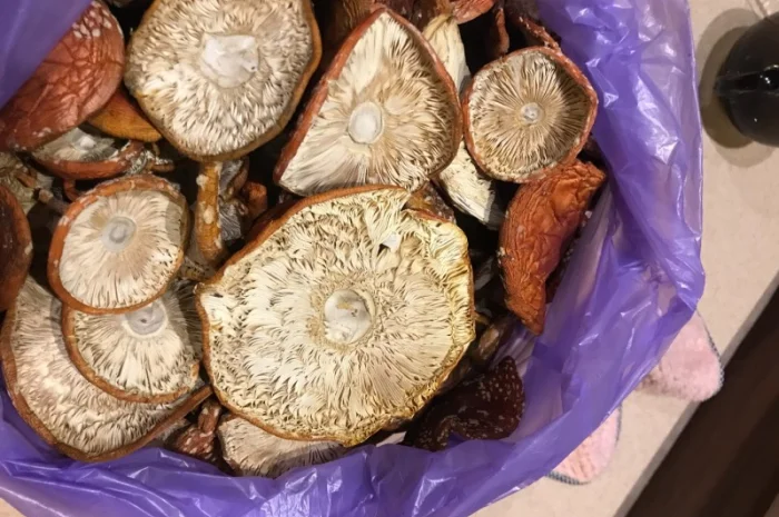 Покупка мухомора червоного- фото № 2