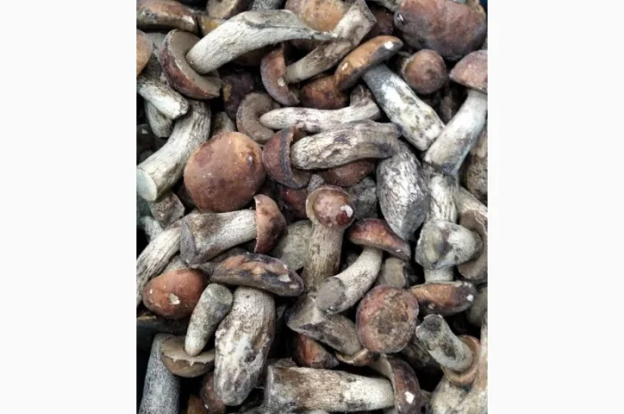 Продам гриби червоноголовці- фото № 1