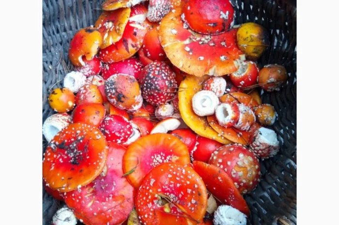 Сушені шапки мухоморів на продаж- фото № 1