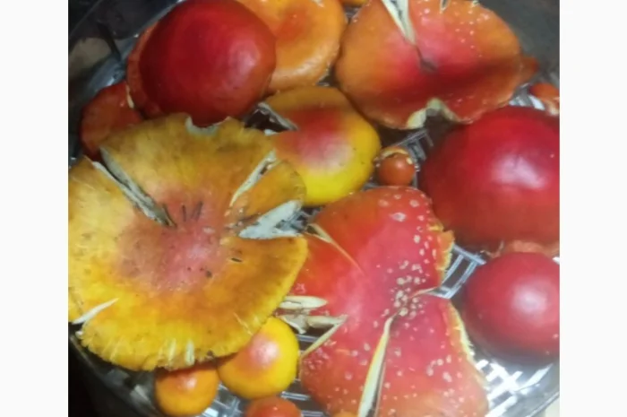 Сушені шапки мухоморів на продаж- фото № 2