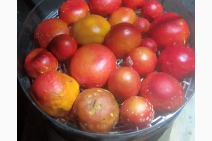 Сушені шапки мухоморів на продаж- фото № 3