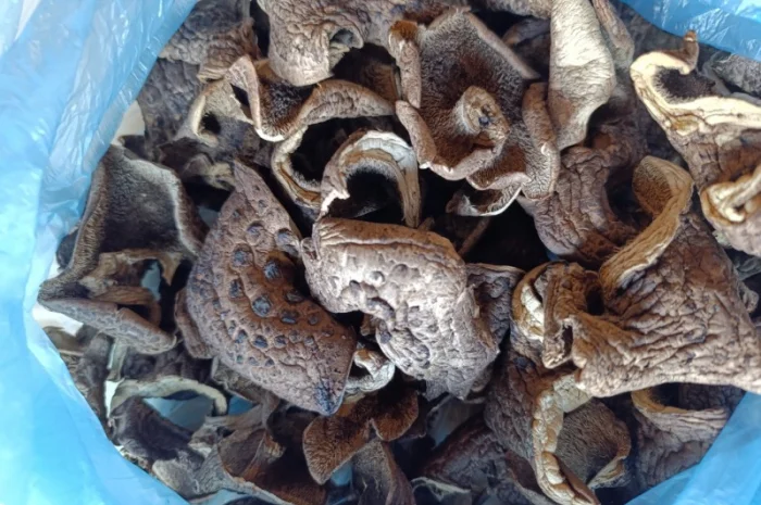 Єжевик строкатий, бабині вуха- фото № 1