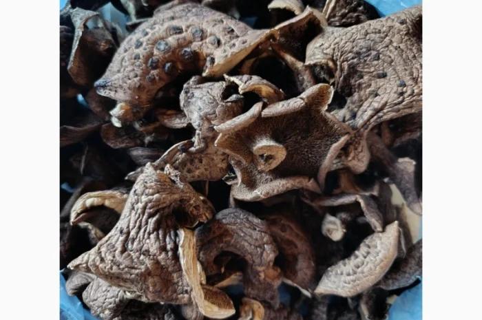 Єжевик строкатий, бабині вуха- фото № 2