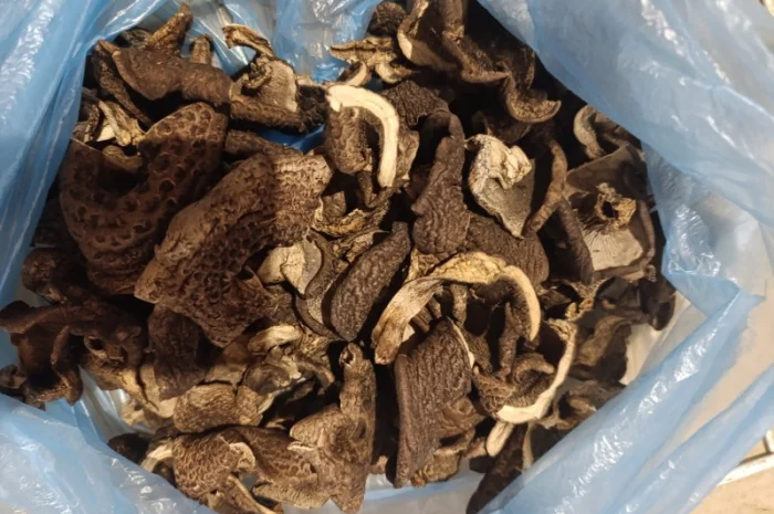 Сушений єжевик строкатий на продаж- фото № 3