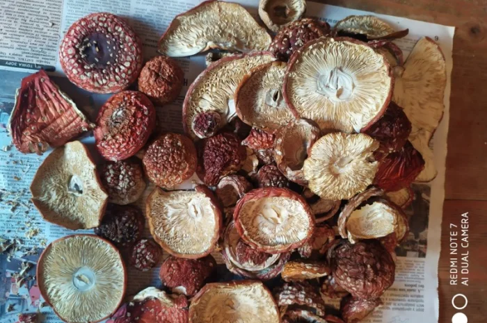 Мухомор червоний (Amanita muscaria) відмінна якість- фото № 3