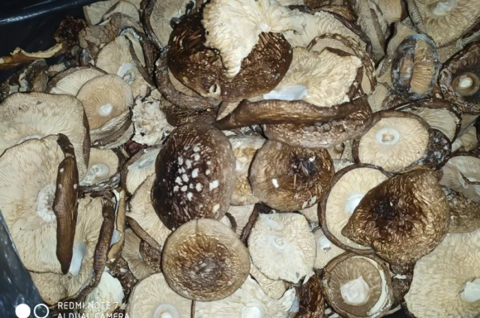 Мухомор червоний (Amanita muscaria) відмінна якість- фото № 6