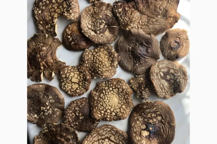 Королівський мухомор- фото № 1