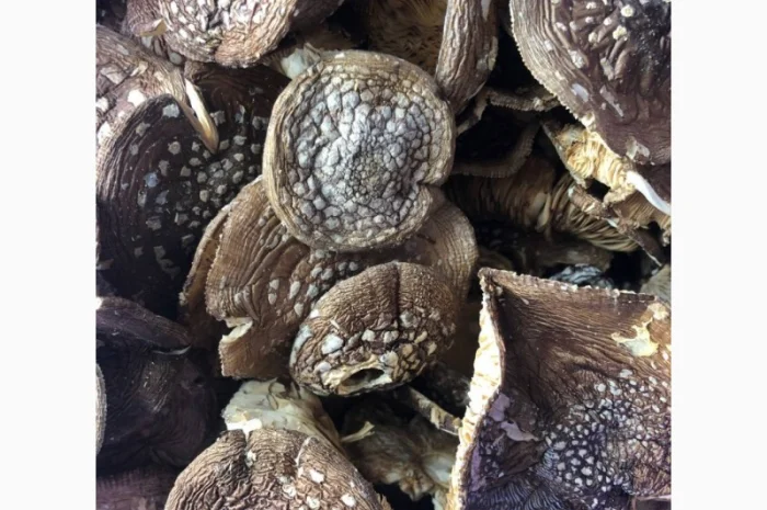 Мухомор пантерний на продаж- фото № 1