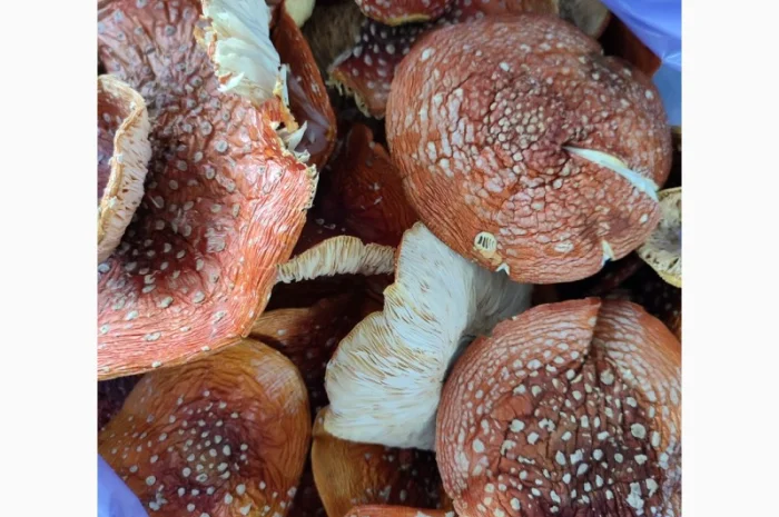 Продам Мухомор червоний королівський- фото № 1