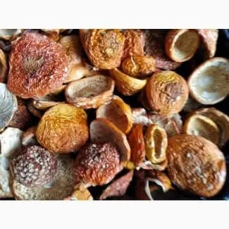 Шляпки мухомора червоного на продаж- фото № 2