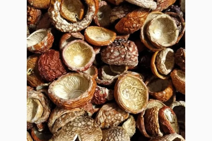 Шляпки мухомора червоного на продаж- фото № 3