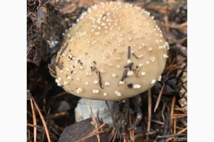 Мухомор: екстракти та настоянки- фото № 1