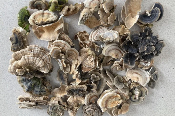 Мухомор: екстракти та настоянки- фото № 12