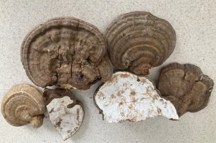 Мухомор: екстракти та настоянки- фото № 8