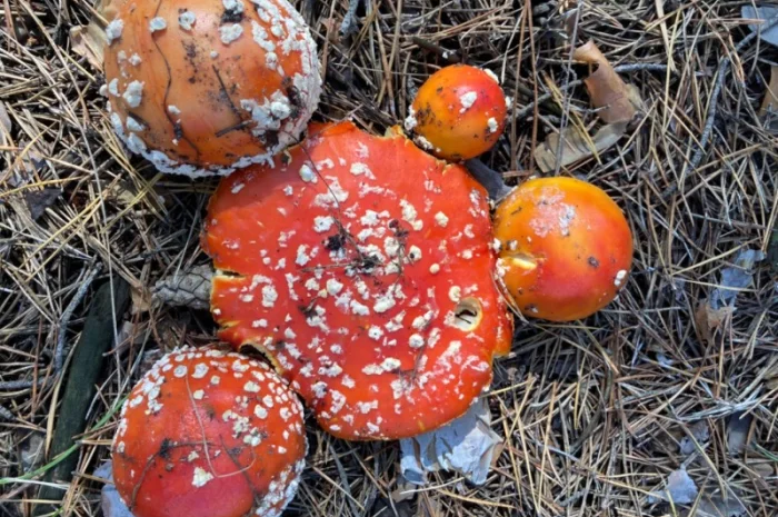 Сома из мухоморов на продажу- фото № 1