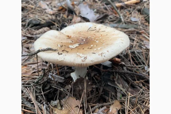 Настоянка з мухомора- фото № 2