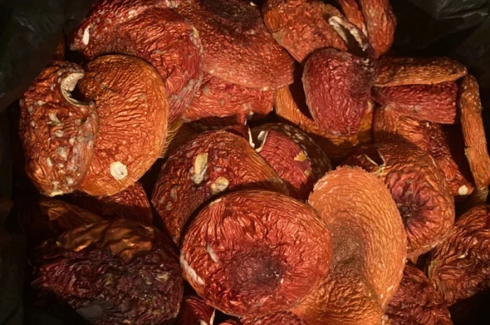 Мухомор червоний и Пантерний на продажу- фото № 1