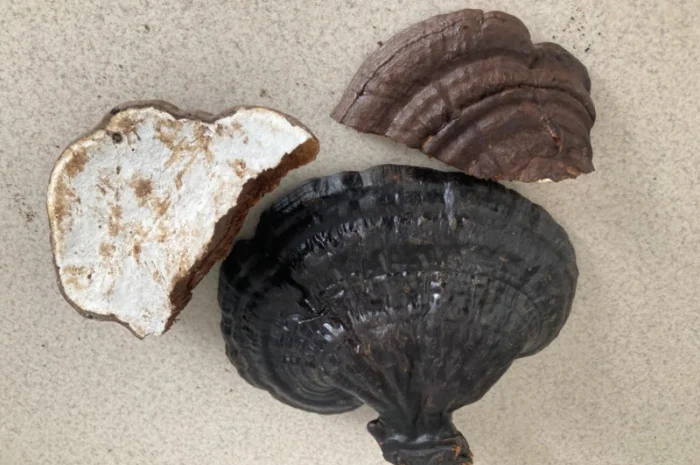 Кордіцепс для підвищення енергії та тонусу організму- фото № 13