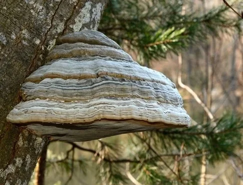 Кордіцепс для підвищення енергії та тонусу організму- фото № 14