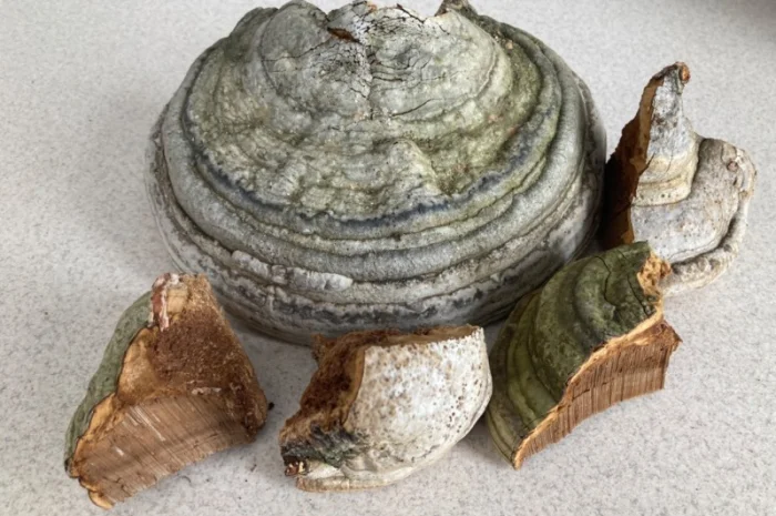 Кордіцепс для підвищення енергії та тонусу організму- фото № 8