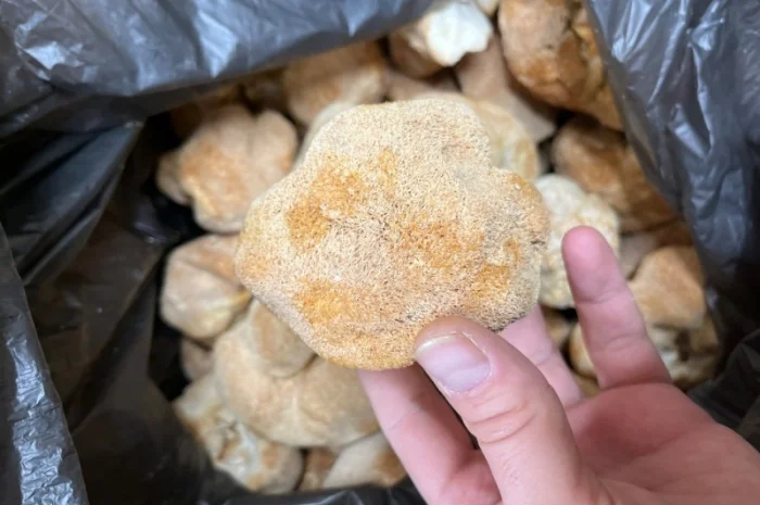 Ежовик гребінчастий- фото № 1