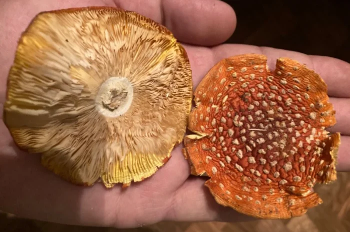 Ежовик гребінчастий- фото № 2