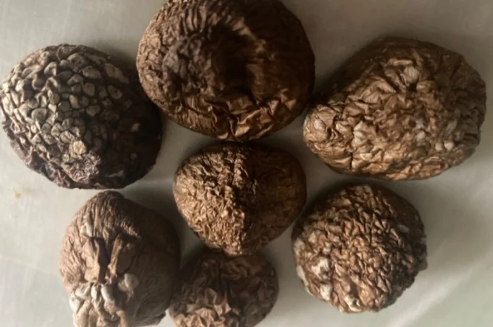 Ежовик гребінчастий- фото № 3