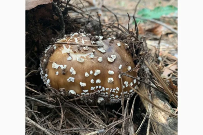 Пантерный мухомор- фото № 1